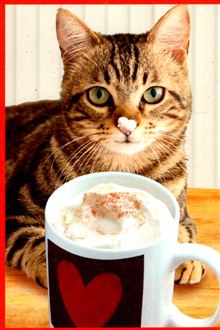 PHOTO CAT W WHIP CREAM NOSE