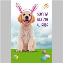 DOG WITH DRAWN BUNNY EARS