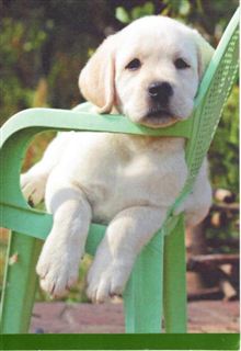 LAB PUPPY ON CHAIR