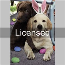 Photo Dogs Hug Bunny Ears