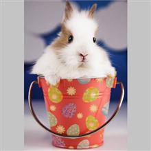 Bunny in Bucket