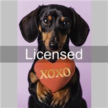 PHOTO DOG HOLDING HEART XOXO