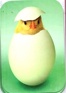 CHICK IN EGG