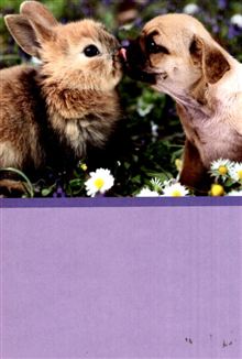PHOTO BUNNY AND PUG KISSING