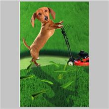 WEINER DOG MOWING LAWN