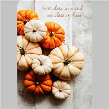 PUMPKIN PHOTO